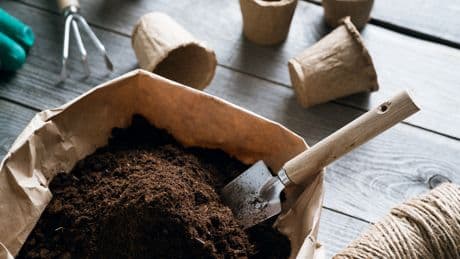 In vielen Blumenerden enthalten: Auf welchen Inhaltsstoff Sie besser verzichten sollten