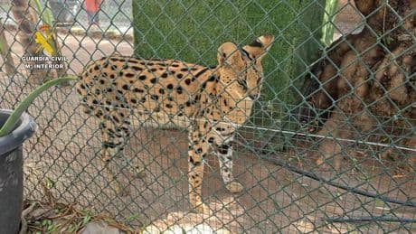 La Guardia Civil desmantela un zoo privado clandestino con más de 150 animales exóticos en Nules (Castellón)