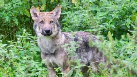 Monitoring: Zahl der Wolfsrudel in Niedersachsen stabil