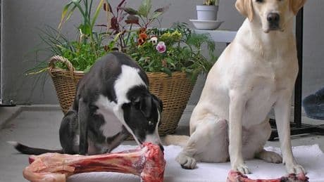 Los celos en los perros, lo que dice la ciencia y cómo manejarlo en casa