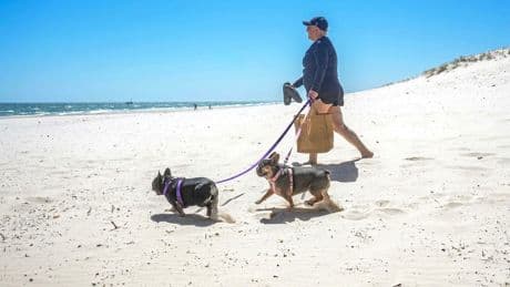 Faut-il interdire les plages aux chiens… et à leurs maîtres