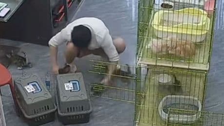 Süßes Dilemma - Wenn Katzenbabys zu neugierig sind