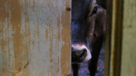Bird Flu May Be Airborne on Dairy Farms, Scientists Report