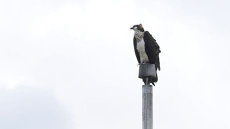 Ospreys nesting on stadium light pole disrupts Minnesota high school's fall sports season