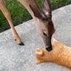 Tierische Liebe - Einfach mal re(h)laxen
