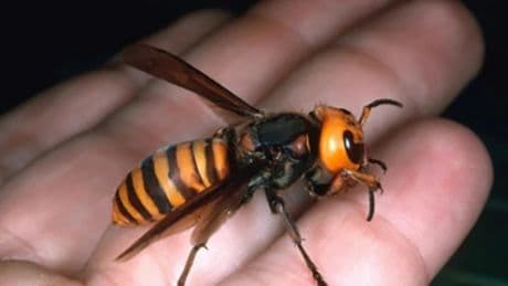 Puntura di un calabrone, morto 60enne a Bologna: quando può essere pericolosa? Rischi, sintomi e prevenzione