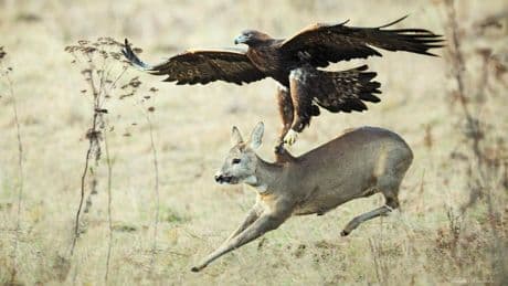 A Biologist Spotlights The World’s Strongest Bird. Hint: It Can Carry Up To 30 Pounds While Flying