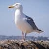 Seagull is kicked to death after stealing fish from customer outside a chippy