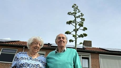 Zeeuws echtpaar verrast: na dik 40 jaar schiet hun agaveplant de lucht in