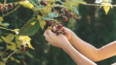 'Stranger threatened me for picking blackberries with daughter and it left me with question'