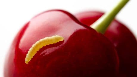 Kirsche mit Made gegessen: Ungesund oder nur eklig?