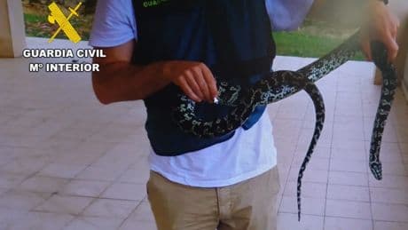 Una pitón se escapa por la ventana de un domicilio de Santander y aparece en una urbanización