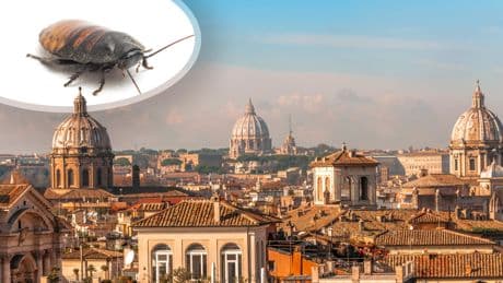 Rome geteisterd door vliegende XXL-kakkerlakken: ze verspreiden ziektes en zijn pijlsnel