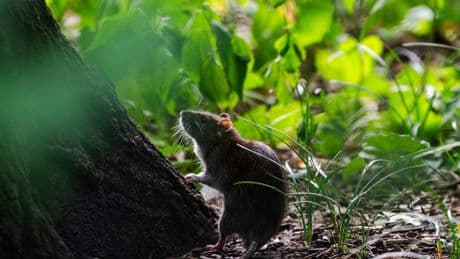 Sure, Rats Are Everywhere. But Inside a Baby Stroller in Central Park?