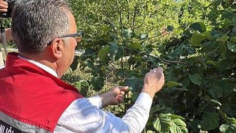 Ordu'da doğaya 245 bin 'samuray arısı' salınacak