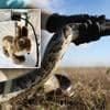 Slangenjagers in Florida gebruiken robotkonijnen om niet-inheemse pythons te vangen