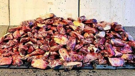 Tabağımıza gelmeden yakalandı! Mide bulandıran görüntü