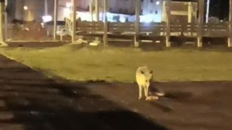 Şehir merkezindeki çocuk parkında tilki sürprizi