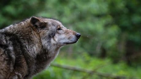 Tierschutz: EU-Parlament beschließt Eilverfahren für schnelleren Wolfsabschuss