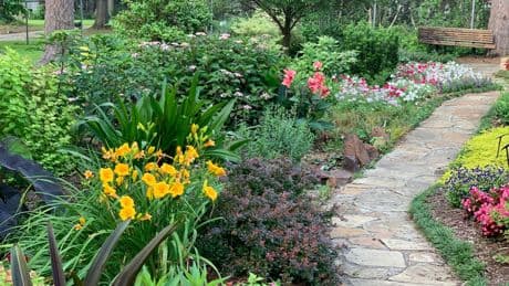 ¿Mucho sol y poco tiempo? Esta planta es la solución perfecta para el jardín