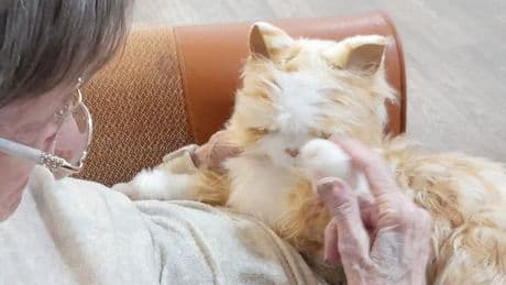 Robotic pets bringing joy to Stirling care home residents