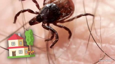 Zecken: Mit 3 Pflanzen halten Sie die Tiere aus Ihrem Garten fern