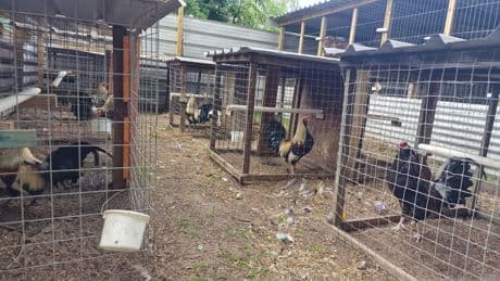 Two arrested and 27 cockerels seized in suspected cockfighting raid at Lancashire stables