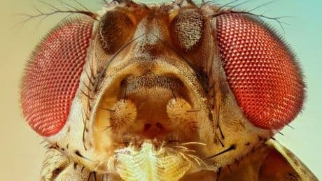 Fruchtfliegen in der Küche: Wie wird man die lästigen Insekten wieder los?