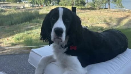 7-month-old puppy becomes sick and dies after swimming in Merritt-area lake