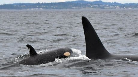 ‘High probability of extinction’: Urgent plea for action to save southern resident orcas