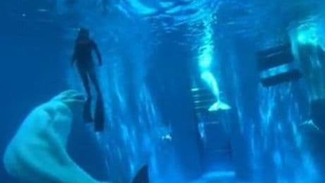 Beluga whale attacks divers inside aquarium tank as visitors scream in horror