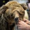 French hunter given suspended sentence for killing protected bear