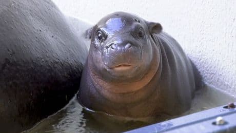 Zoo Berlin: Zwergflusspferd Toni – Abschied steht bevor