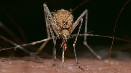 El campo alerta de que la PAC ecológica puede provocar una plaga de mosquitos