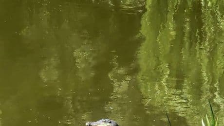 Attrappe im Wasser: Falscher Alligator sorgt für Aufsehen an Berliner Teich