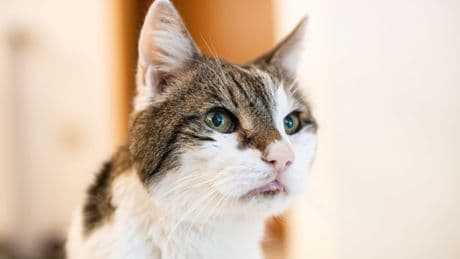 Amsterdam will Rettungstreppen für Katzen bauen