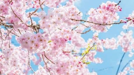 ‘Cloud-like’ cherry blossom tree that creates an ‘elegant, soft-pink’ bloom is on sale for £35