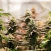 Kriminalität: Hündin erschnüffelt 68 Kilogramm Cannabis in Koffern am BER