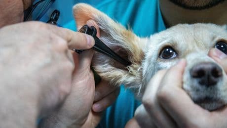 Nueva humillación del Gobierno a los veterinarios: primero les consulta y luego no adopta ni una de sus sugerencias