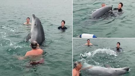 Animal behaviour expert reveals what the playful dolphin who swam with a family in Dorset was REALLY doing