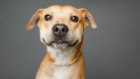 Phänomen "Button Dogs": Können Hunde über Soundboards mit Menschen kommunizieren?