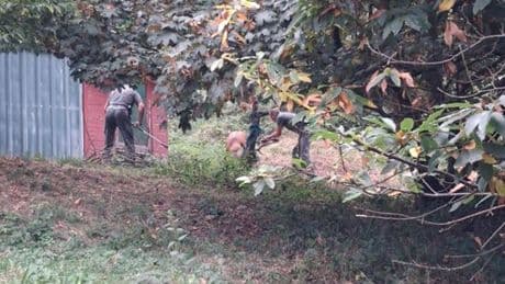 Daino bloccato in una rete a Ronco Scrivia, salvato | Video