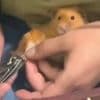 Tierische Me-Time - Hamster gönnt sich Maniküre