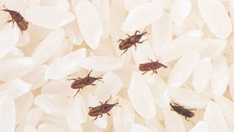 Cuidado con los alimentos de tu despensa en verano: así son los gorgojos que pueden infectar el arroz y cereales