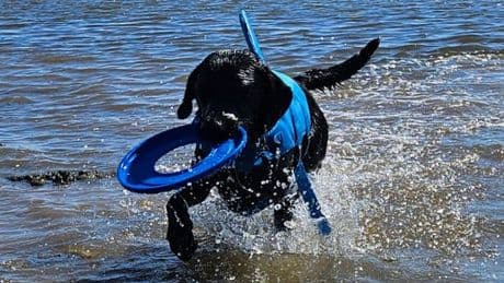 Dumfriesshire puppy conquers fear of water to complete unique charity frisbee challenge