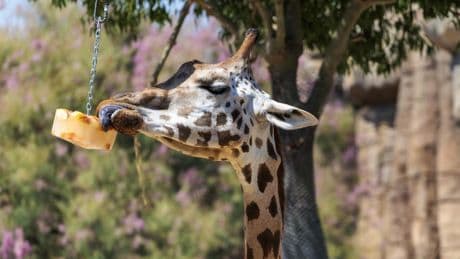 Los animales del zoo de Barcelona combaten el calor con helados