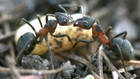 Die Ameise, das Schweizer Taschenmesser der Natur