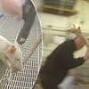 £250m wiped off value of UK pork producer after sickening secret recordings show helpless piglets being 'beaten to death'