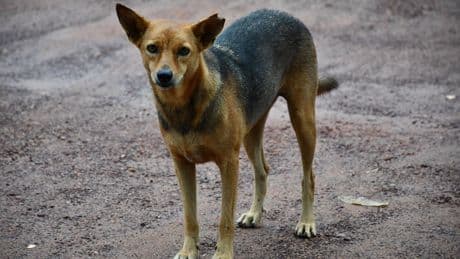 Perros callejeros, historia de mil tragedias