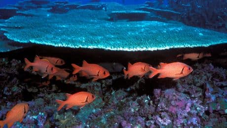 Océan Pacifique : un vaste sanctuaire marin dans le viseur de Donald Trump